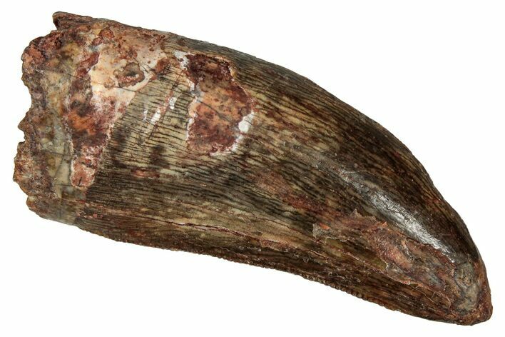 Serrated, Carcharodontosaurus Tooth - Real Dinosaur Tooth #341259